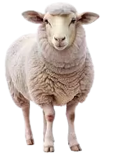 خرفان و اغنام للبيع في Newfoundland and Labrador