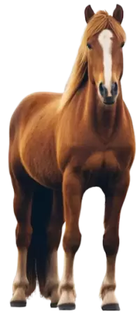 خيل للبيع في Newfoundland and Labrador : أفضل الأسعار